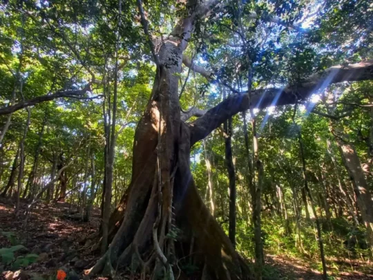 impressive strees in the jungle
