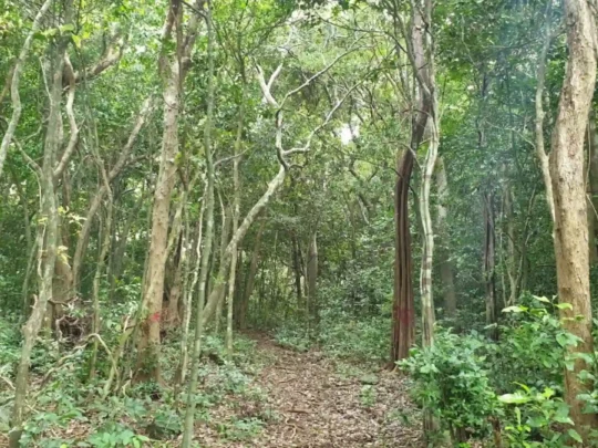 Jungle trekking path toward Love Peak summit in Con Dao