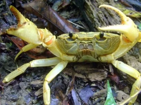 Land crab in the forest habitat of Bay Canh Island