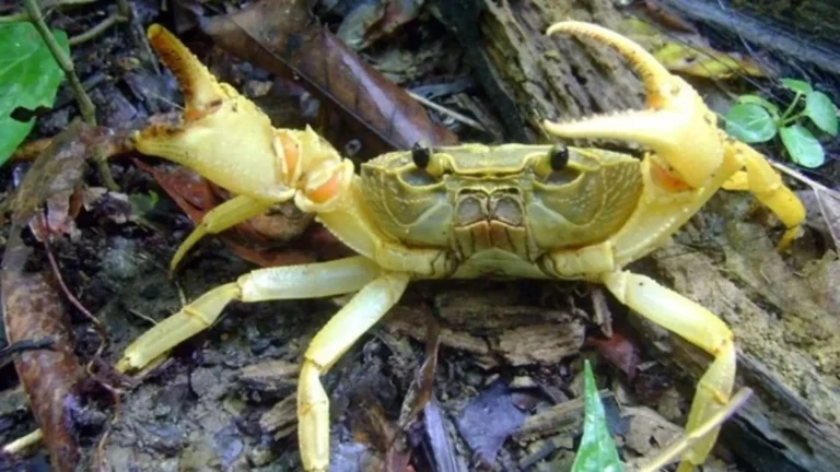 Land crab in the forest habitat of Bay Canh Island