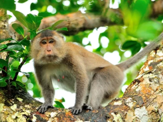 Long-tailed macaque sitting on a tree branch in Con Dao forest