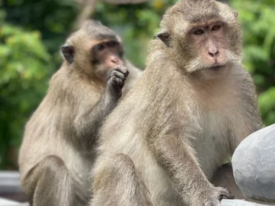 Long-tailed macaques resting in Con Dao National Park