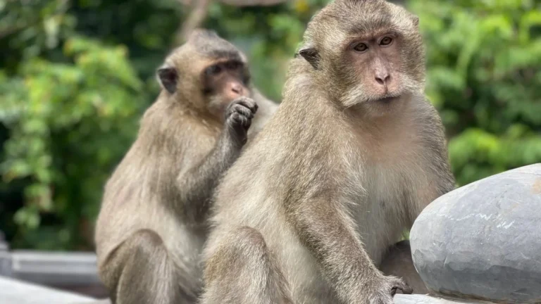 Long-tailed macaques resting in Con Dao National Park