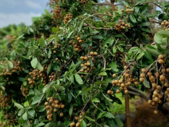 Longan fruit growing on trees in a Can Tho garden
