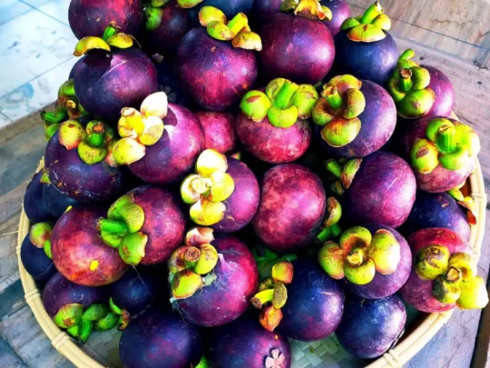 Fresh mangosteens at a tropical fruit garden in Can Tho