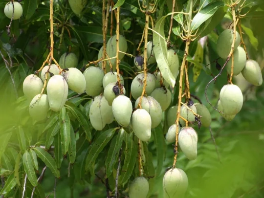 Close-up of heavy, ripe tropical fruits hanging from branches in an binh islet tour