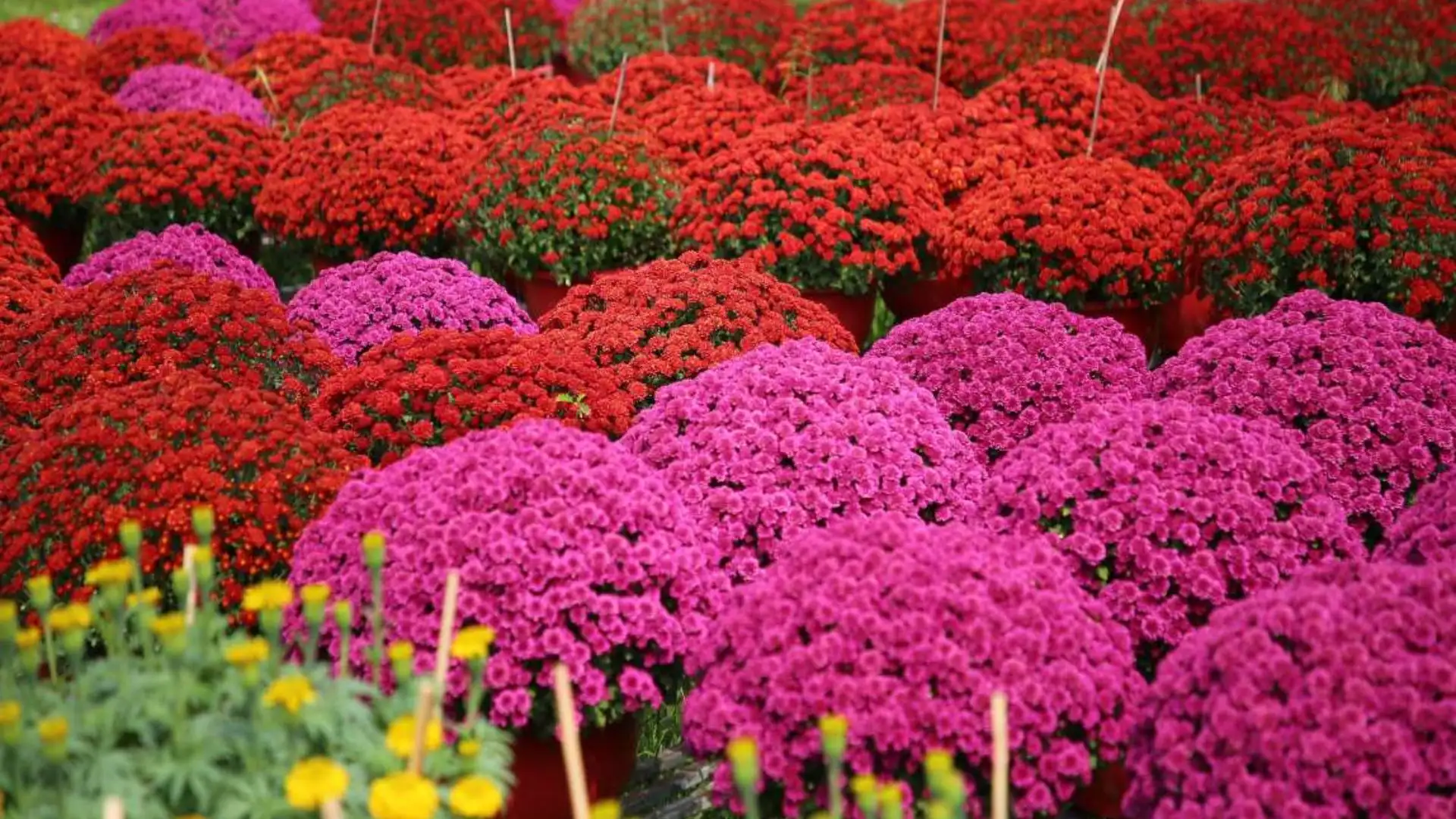 Blooming chrysanthemums in Ba Bo Flower Village