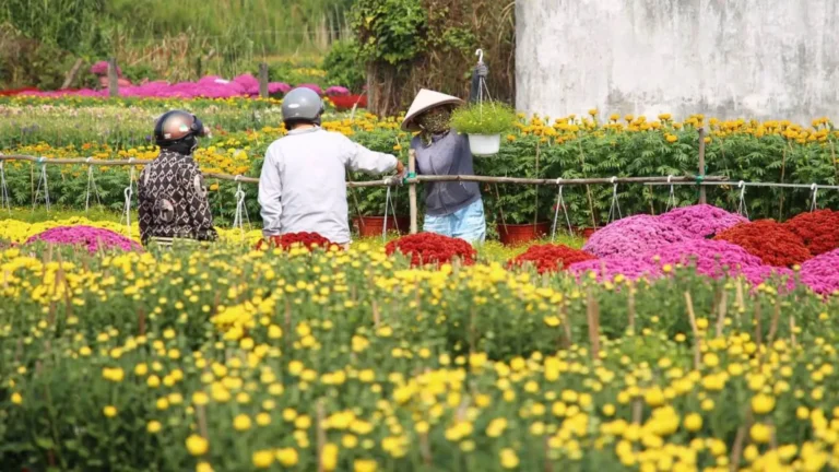 Local growers tending flower beds in Ba Bo Flower Village