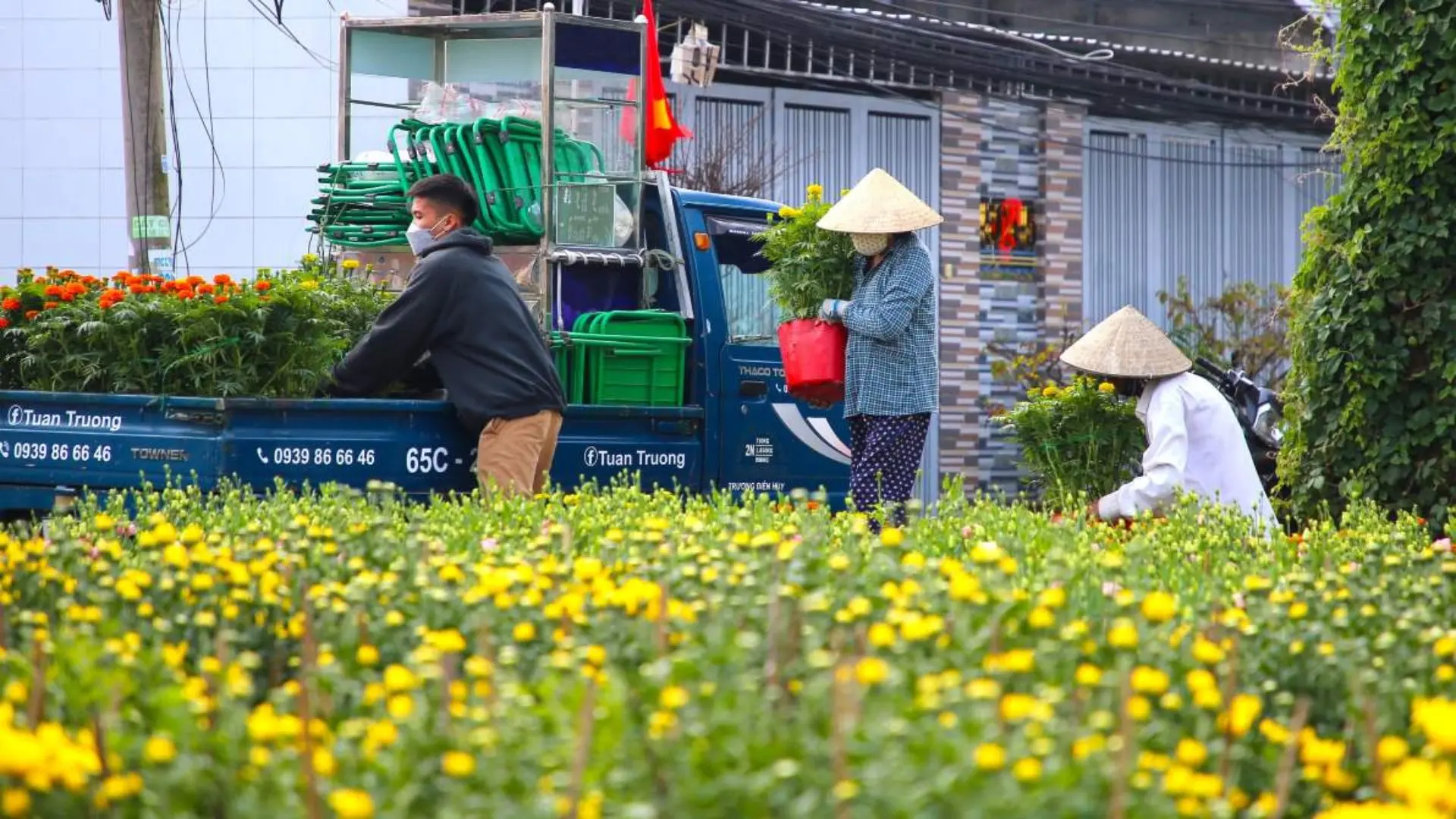 Flower growers working among yellow blooms in Ba Bo Flower Village
