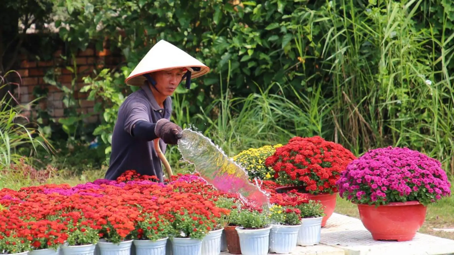 Daily flower care at Ba Bo Flower Village