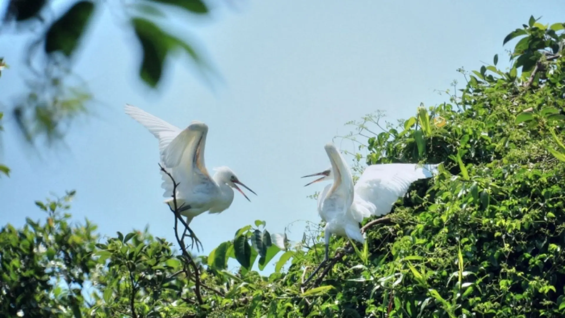 Bang Lang Stork Garden: Exploring Nature’s Symphony in Can Tho 279 A flock of white storks flying above green treetops at Bang Lang Stork Garden