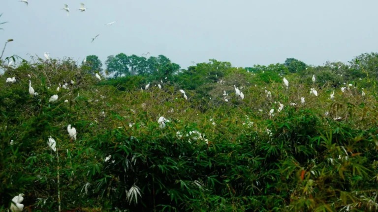 Hundreds of storks resting on trees at Bang Lang Stork Garden