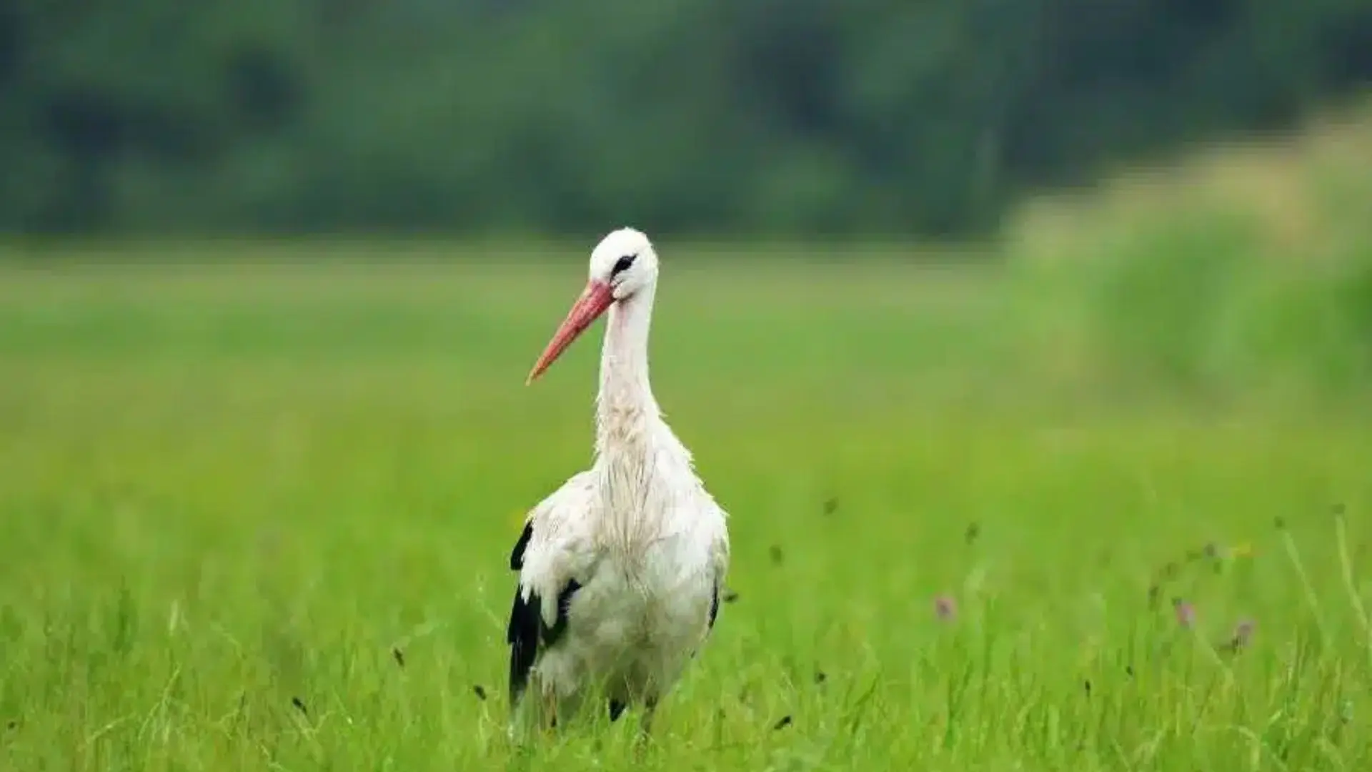 Bang Lang Stork Garden: Exploring Nature’s Symphony in Can Tho 284 A white stork standing in a green field at Bang Lang Stork Garden