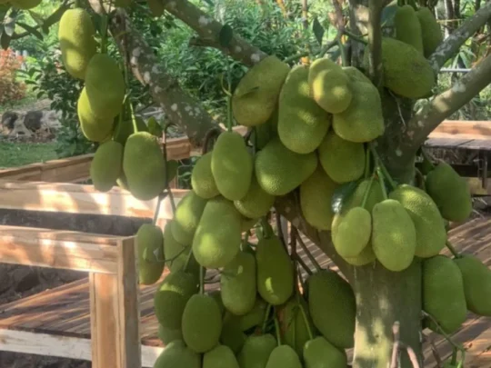 Large jackfruits on a tree trunk in Can Tho
