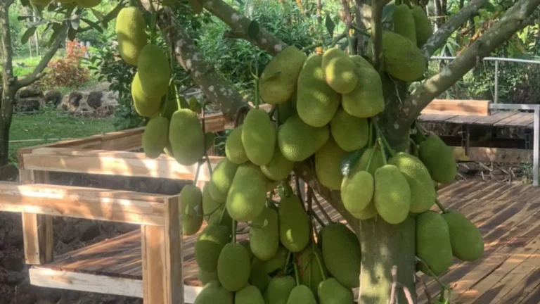 Large jackfruits on a tree trunk in Can Tho