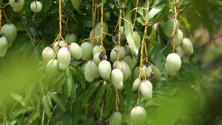 Fresh green mangoes on a tree in Can Tho