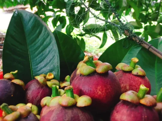 Purple mangosteens with green leaves in Can Tho