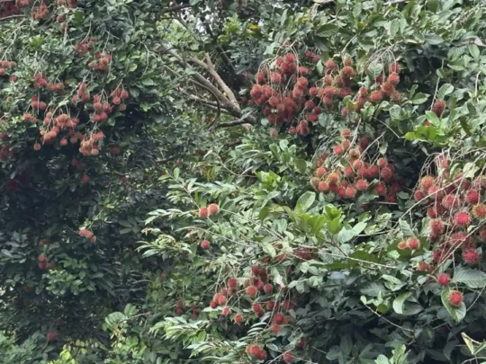 Red rambutan fruits in a Can Tho orchard