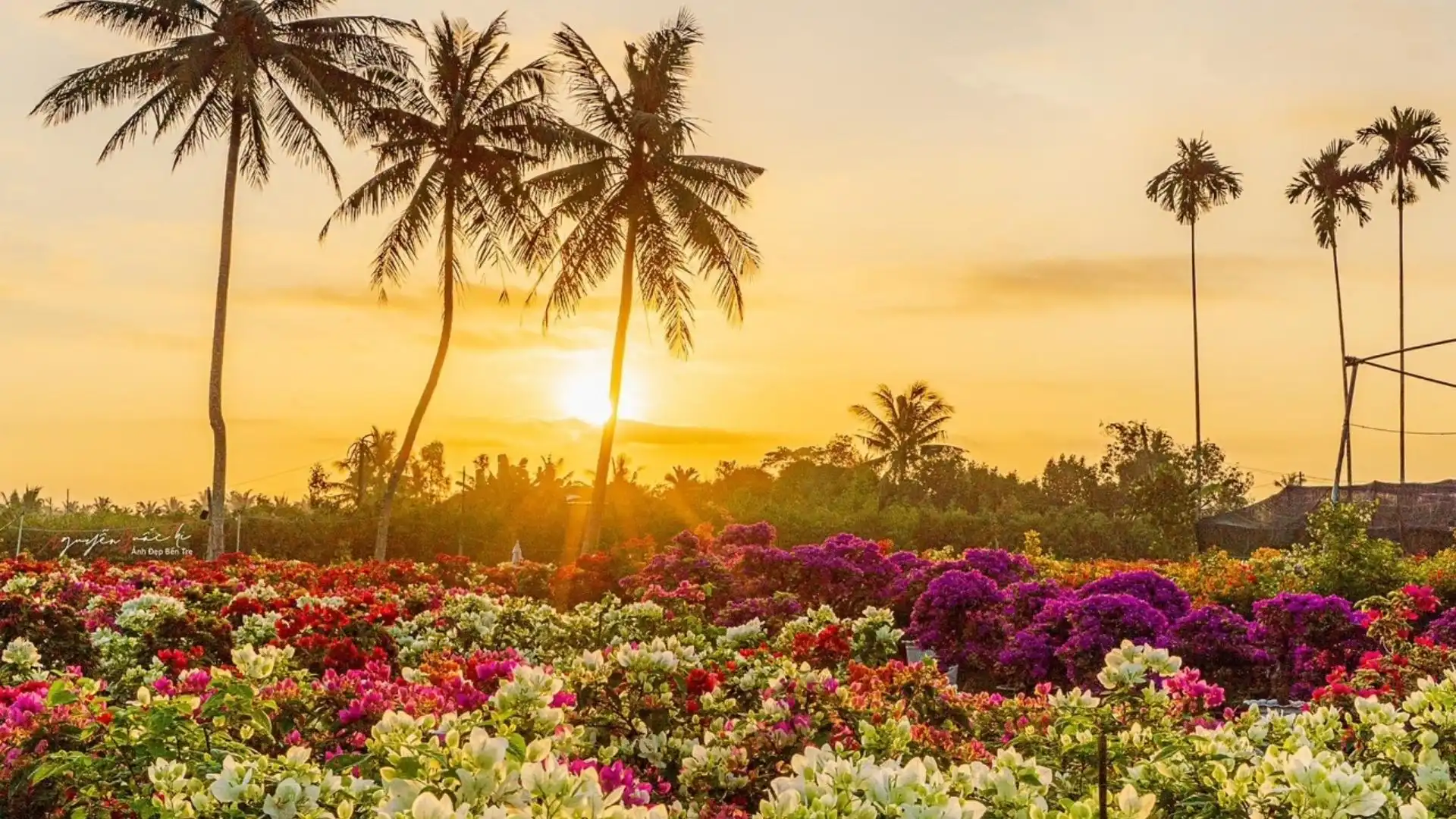 Ben Tre Travel Guide: The Kingdom of Coconuts 32 Cai Mon flower village in Ben Tre