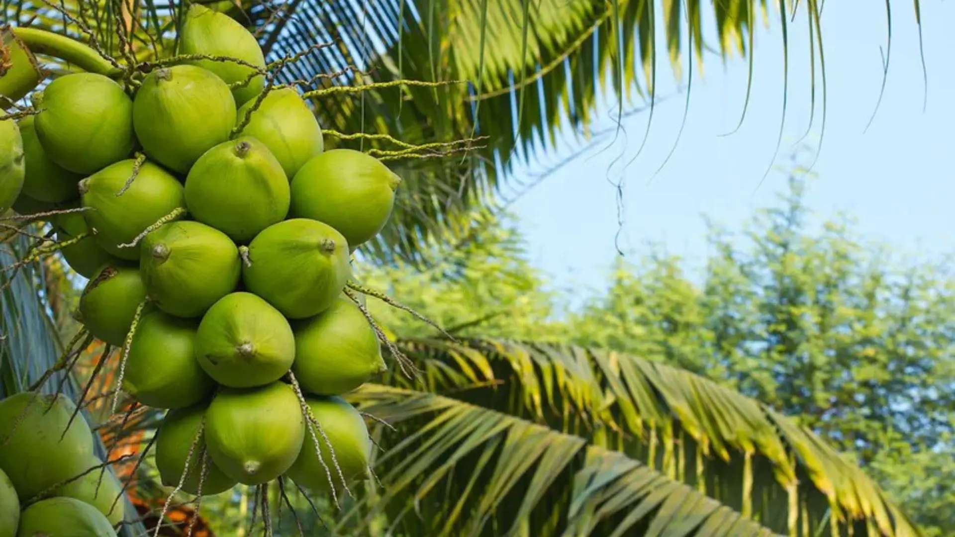 Ben Tre Travel Guide: The Kingdom of Coconuts 25 Fresh coconuts in Ben Tre
