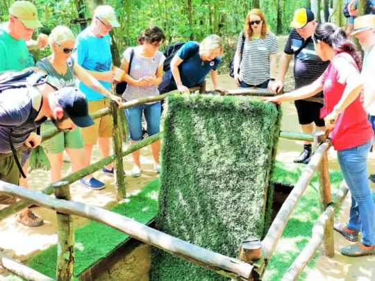 Display of a wooden spike booby trap (bàn lật chông) mechanism.