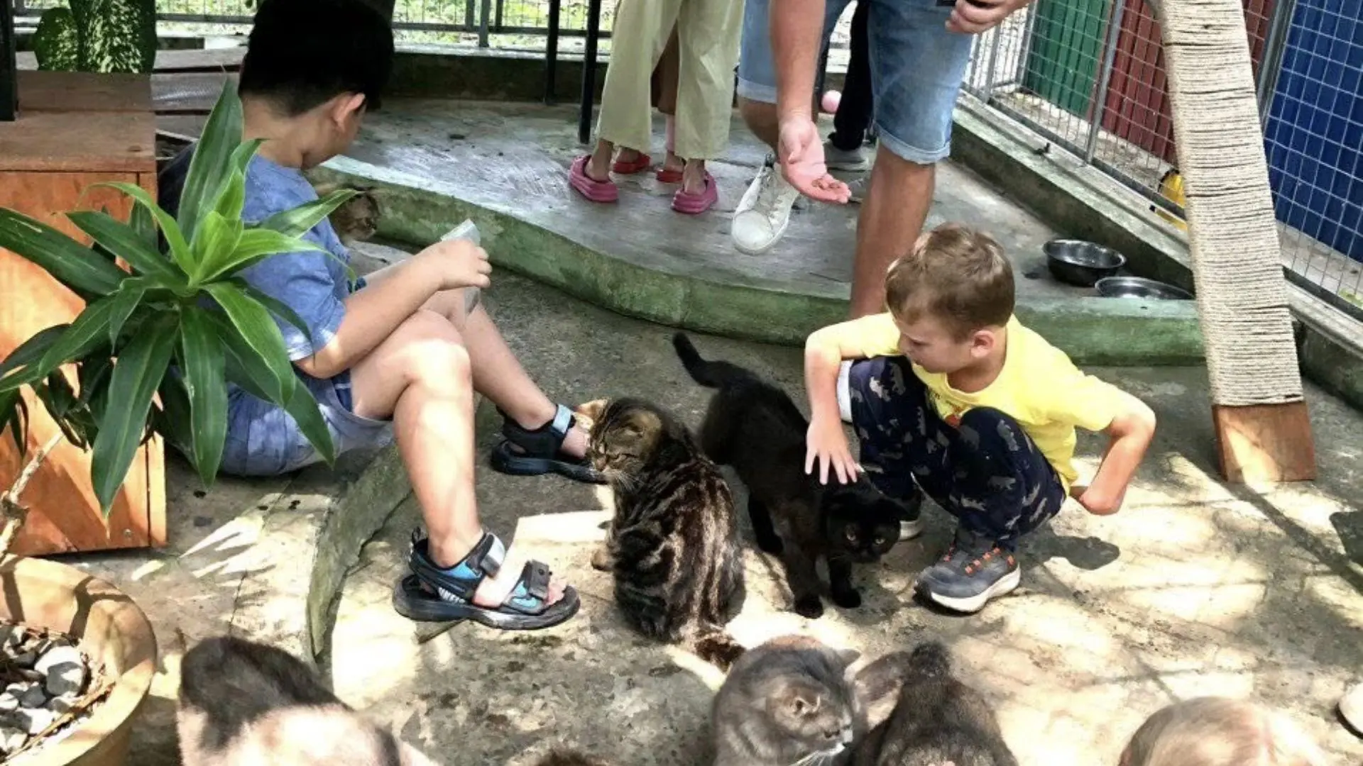 Kids interacting with cat during a learning activity at Dong Tam Snake Farm in Tien Giang, Vietnam