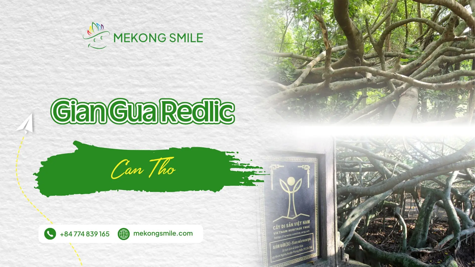 Gian Gua Relic - Can Tho’s Mysterious Ancient Tree