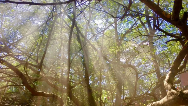 Sunlight through banyan branches