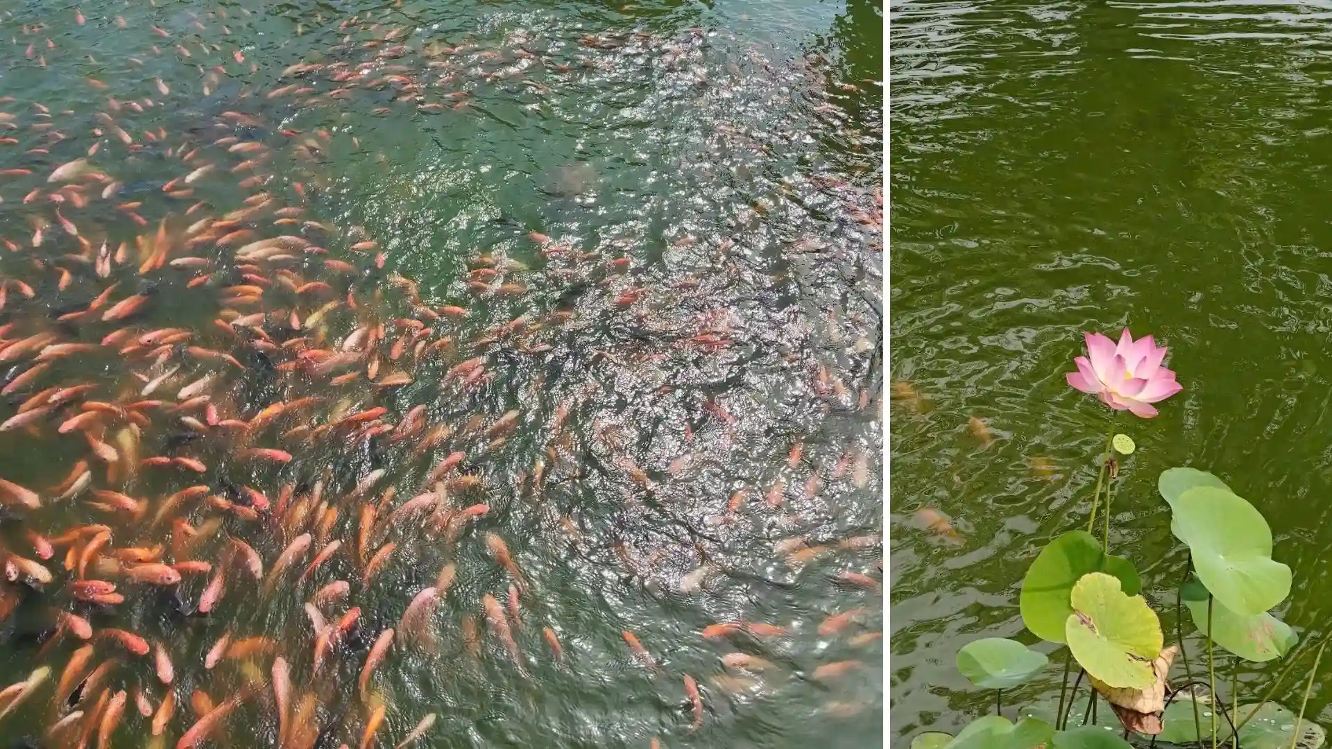 Colorful koi fish swimming in a clear pond at Hung King Temple Can Tho