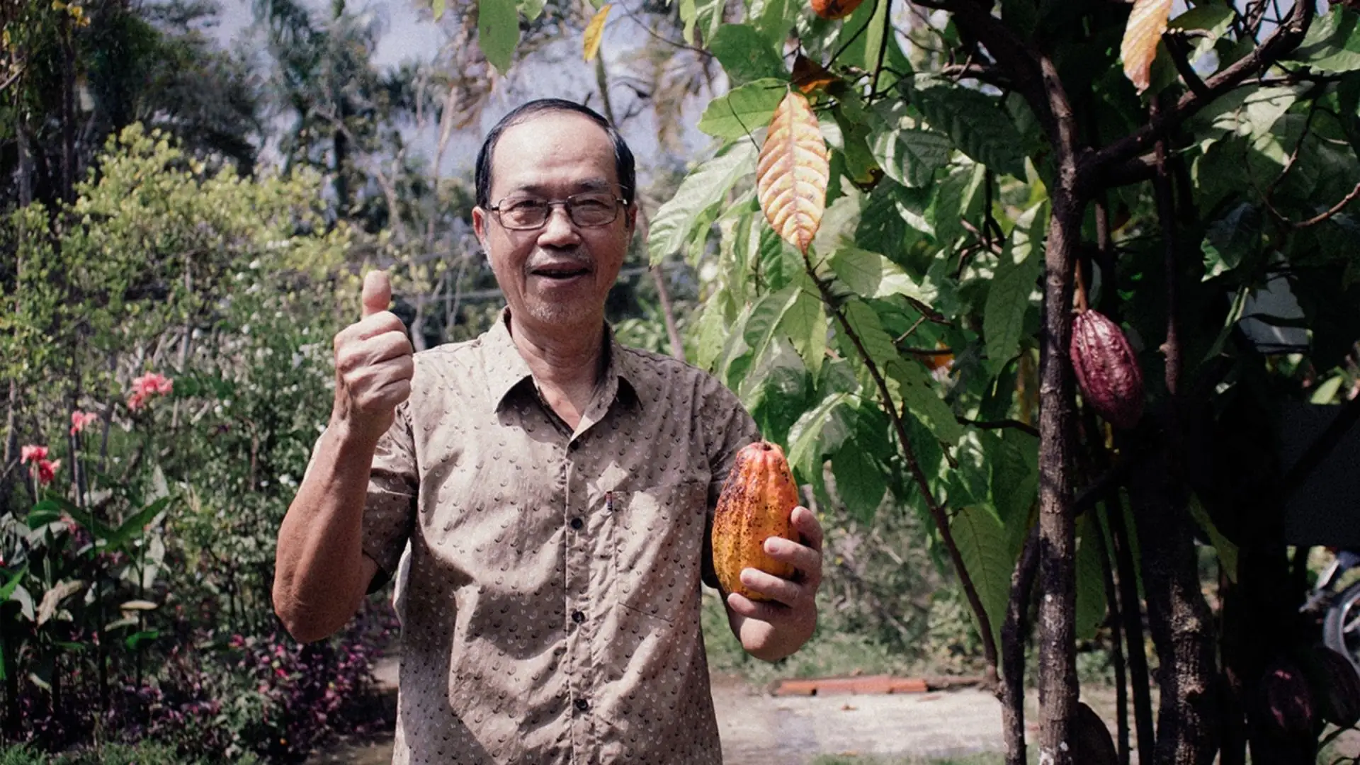 A local farmer harvesting cacao at Muoi Cuong Cacao Garden