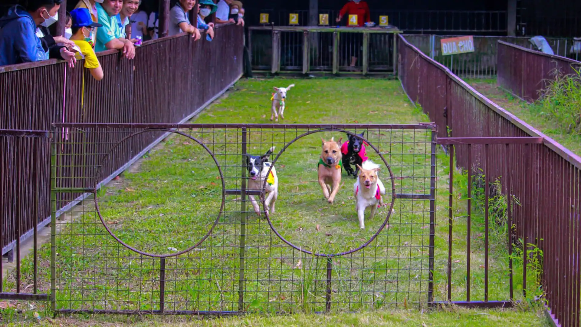 Traditional dog racing game at My Khanh Tourist Village