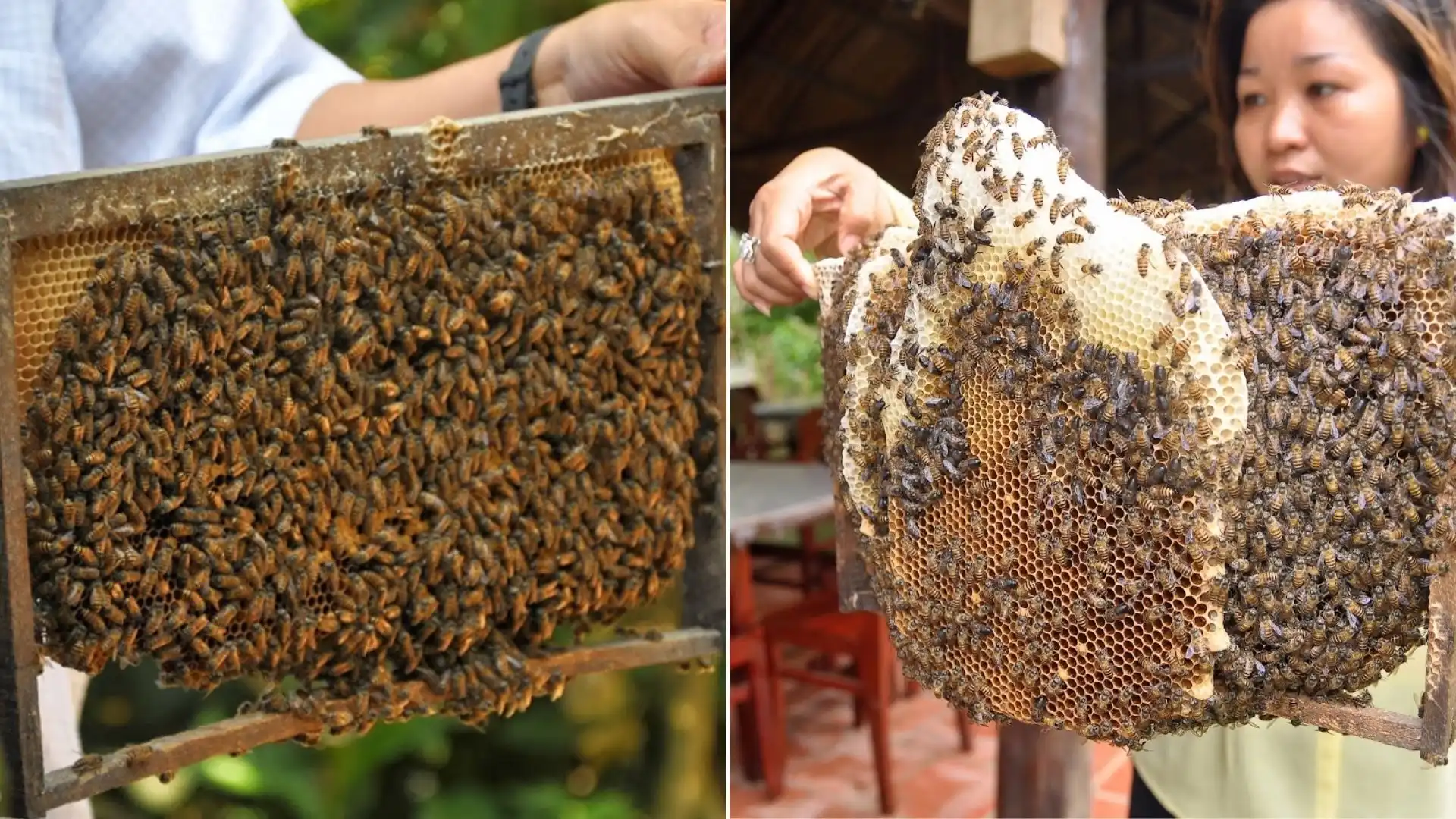Phung Island (Phoenix Island): Discovering the Mysterious Coconut Religion 142 Bee farm and honey tasting experience