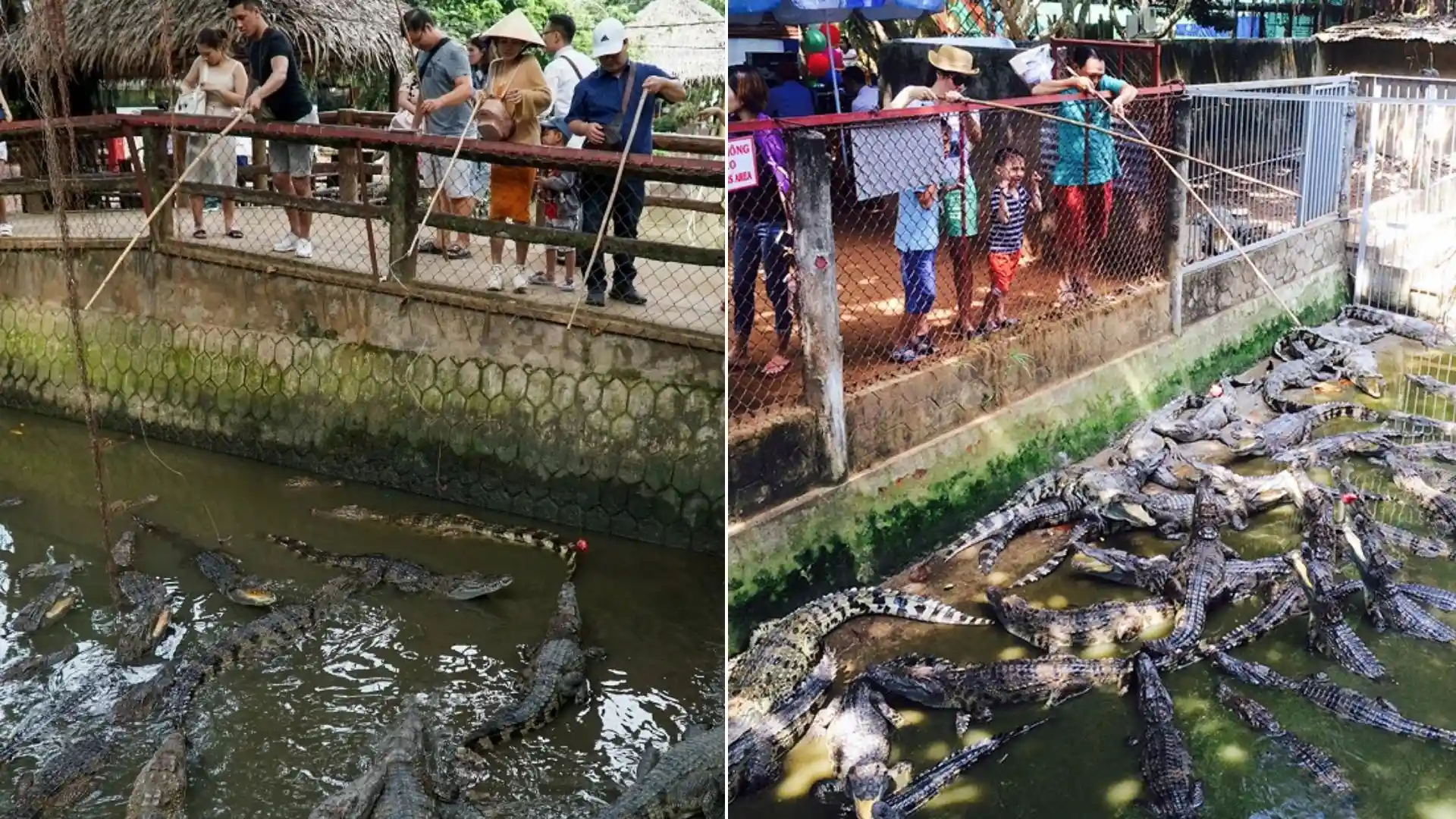 Phung Island (Phoenix Island): Discovering the Mysterious Coconut Religion 140 Crocodile fishing activities at Phung island