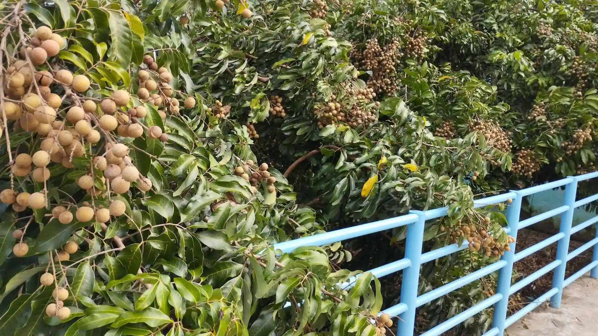 Tan Phong Islet: Cai Be’s Rambutan Kingdom & Eco-Paradise 165 Ripe longan fruit clusters hanging from green leafy branches in a fertile garden on Tan Phong Islet