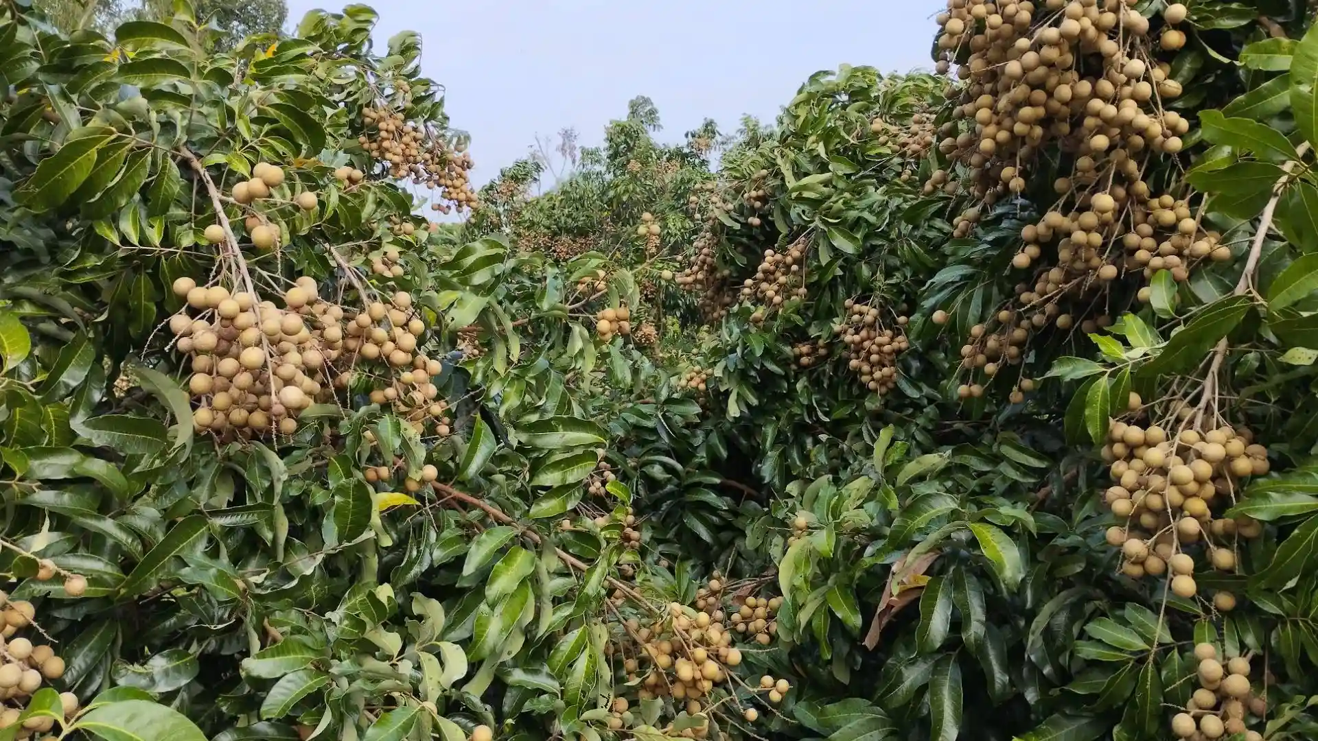 A close-up of a fruit-laden longan tree in a lush tropical orchard on Tan Phong Islet