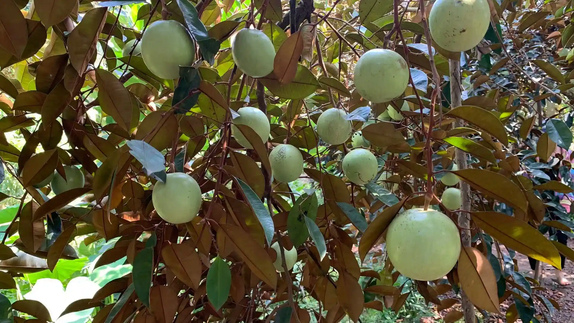 Green star apples growing on a tree among dense foliage in an orchard on Tan Phong Islet