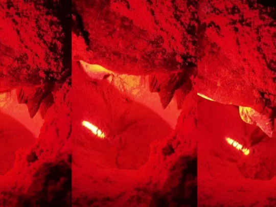 Mother sea turtle nesting under red conservation lighting on Bay Canh Island