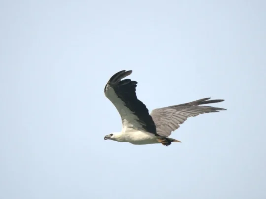Osprey flying above the sea in Con Dao National Park