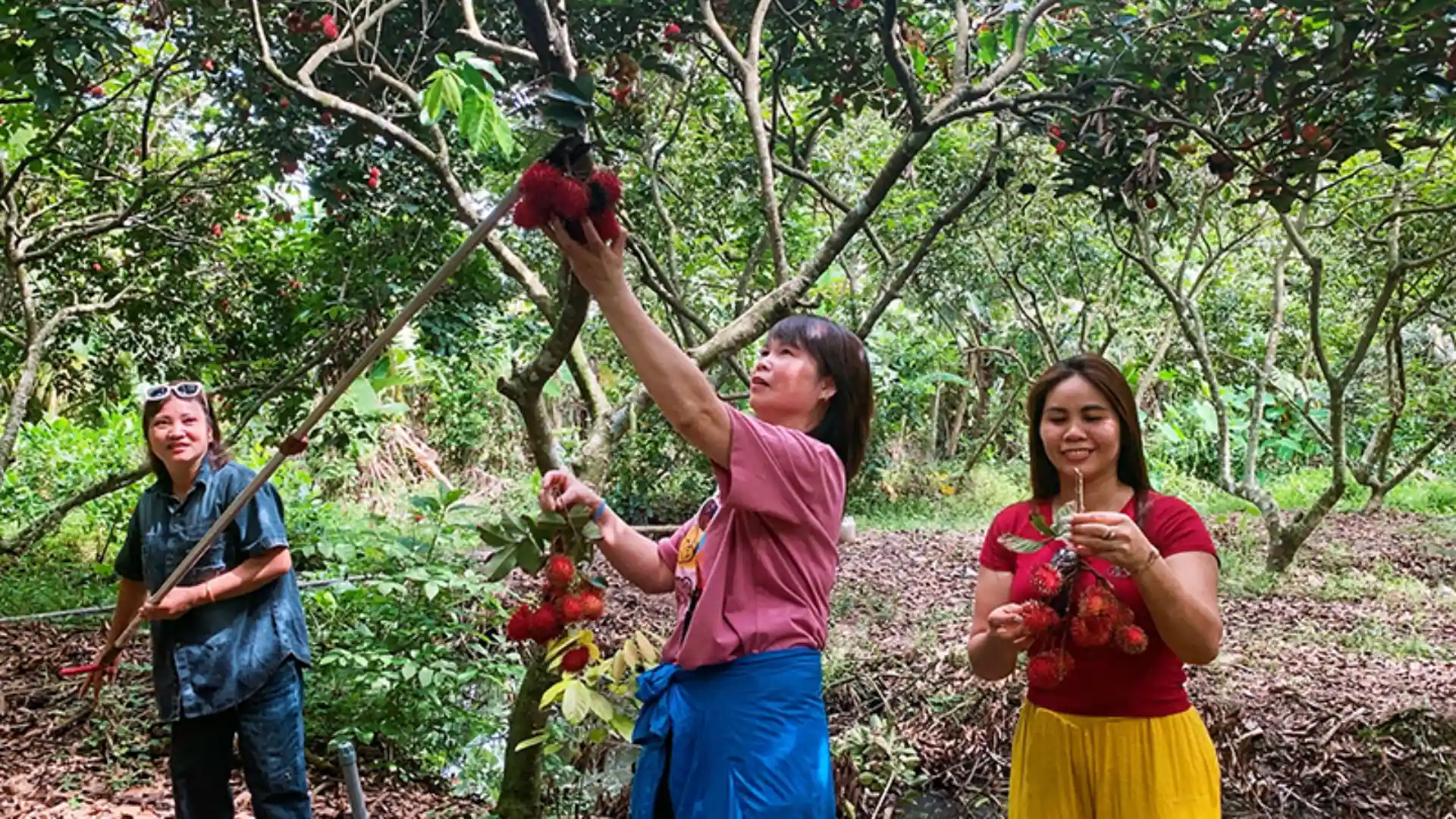 Phong Dien Fruit Gardens – Mekong’s green paradise with local fruits and peaceful waterways