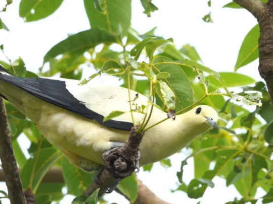 Pied Imperial Pigeon perched on tree branch in Con Dao National Park Vietnam