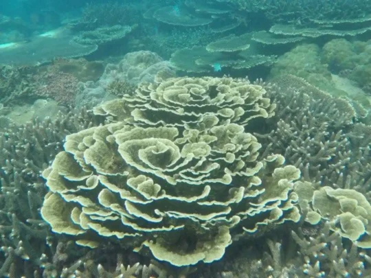 Plate coral reef under clear water in Con Dao