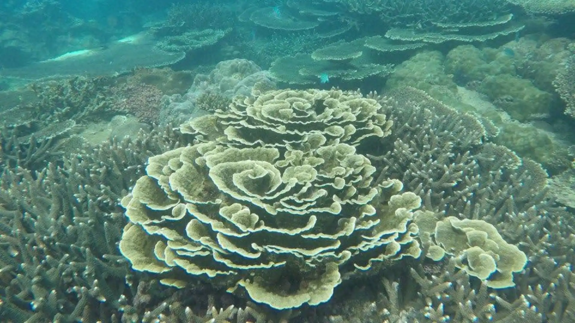 Plate coral reef under clear water in Con Dao