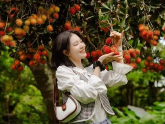 Visitor picking rambutan in a tropical fruit garden in Can Tho