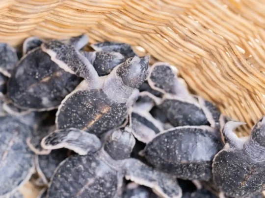 2-day Con Dao Turtle Watching Tour: Bay Canh Island Overnight