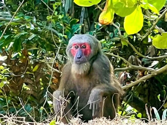 Red-faced monkey in the forest on Hon Tai Island, Con Dao