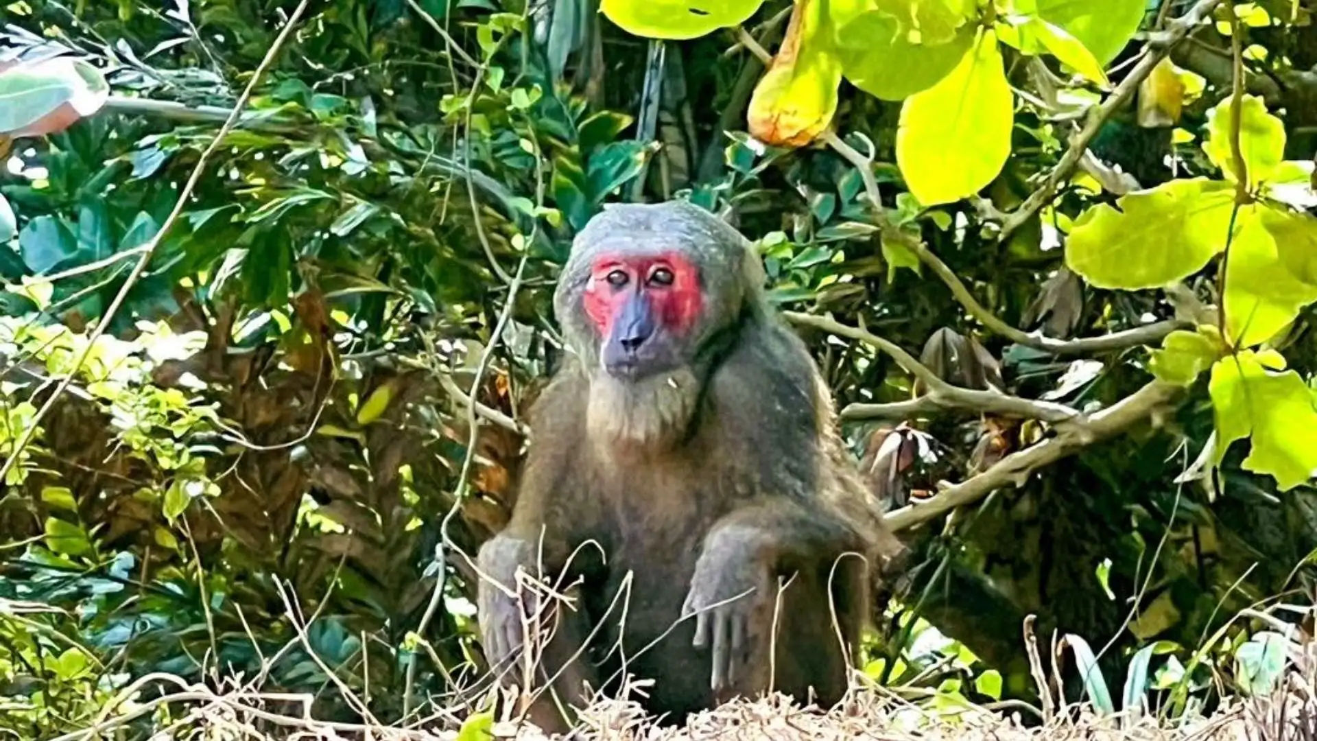 Red-faced monkey in the forest on Hon Tai Island, Con Dao