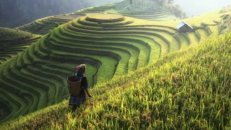 Terraced rice paddies in Sapa mountains, northern Vietnam