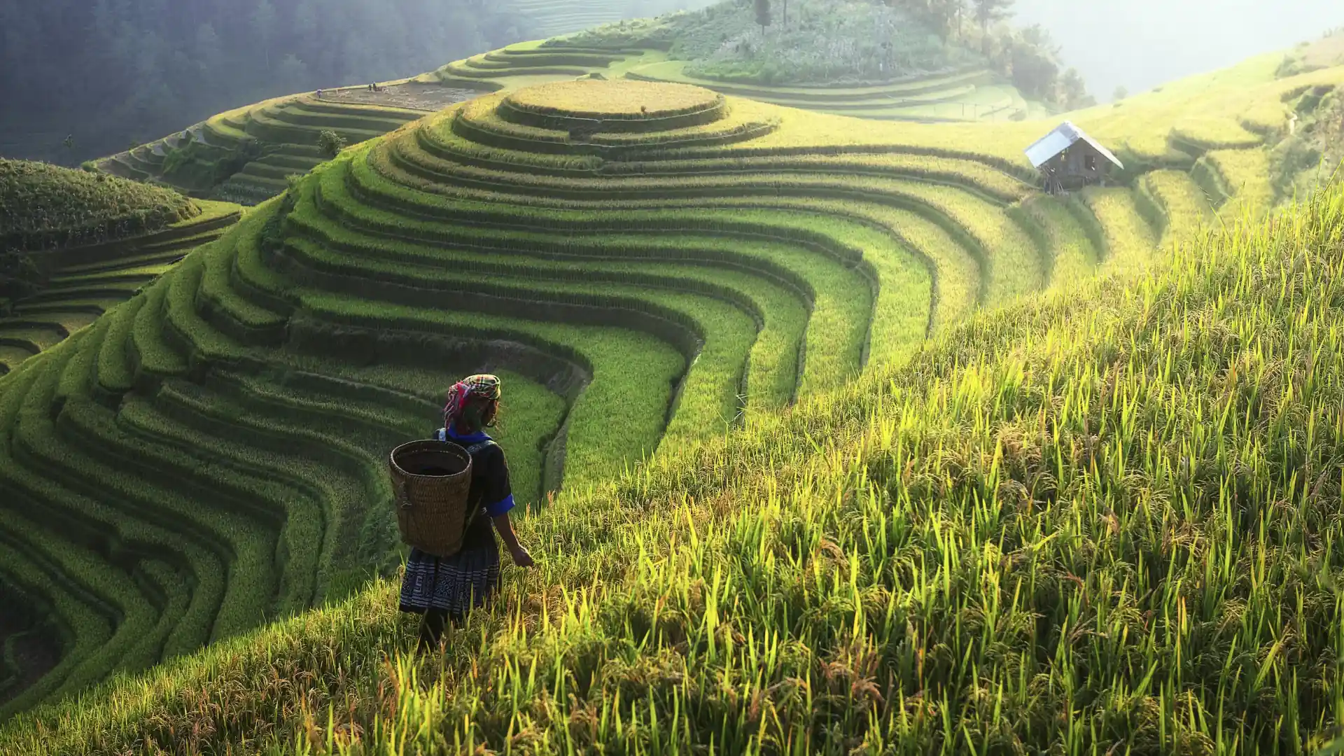 The Vietnam Itinerary Guide for Your Vietnam Trip 405 Terraced rice paddies in Sapa mountains, northern Vietnam