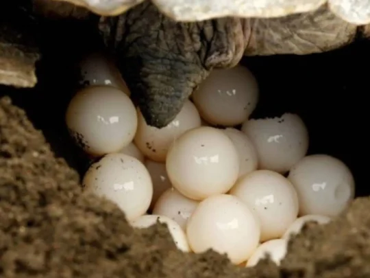 Sea turtle eggs in a protected nest on Bay Canh Island