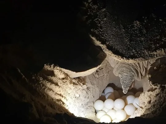 Sea turtle eggs in a protected hatchery nest in Con Dao